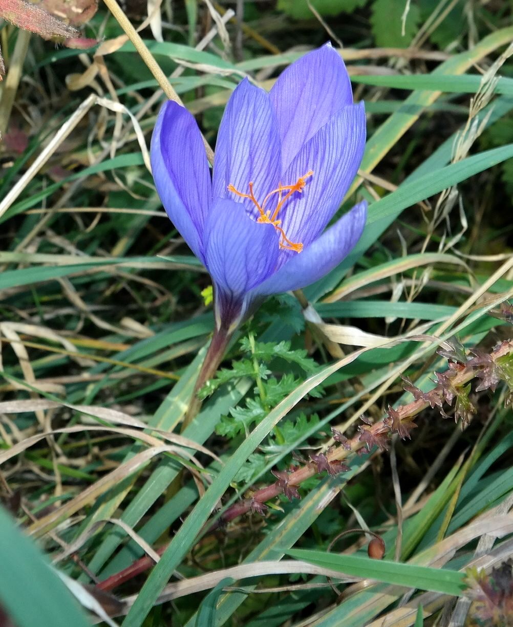 Image of Crocus speciosus specimen.