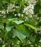 Catalpa bignonioides. Верхушка веточки цветущего растения. Нидерланды, г. Маастрихт, озеленение. Июль.