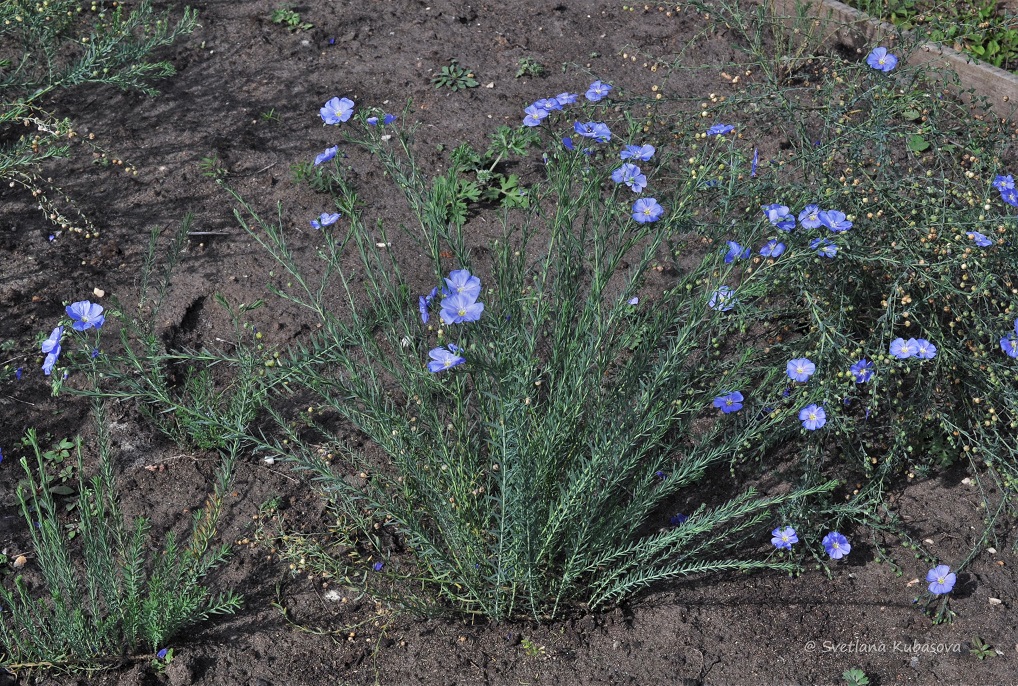 Image of Linum austriacum specimen.