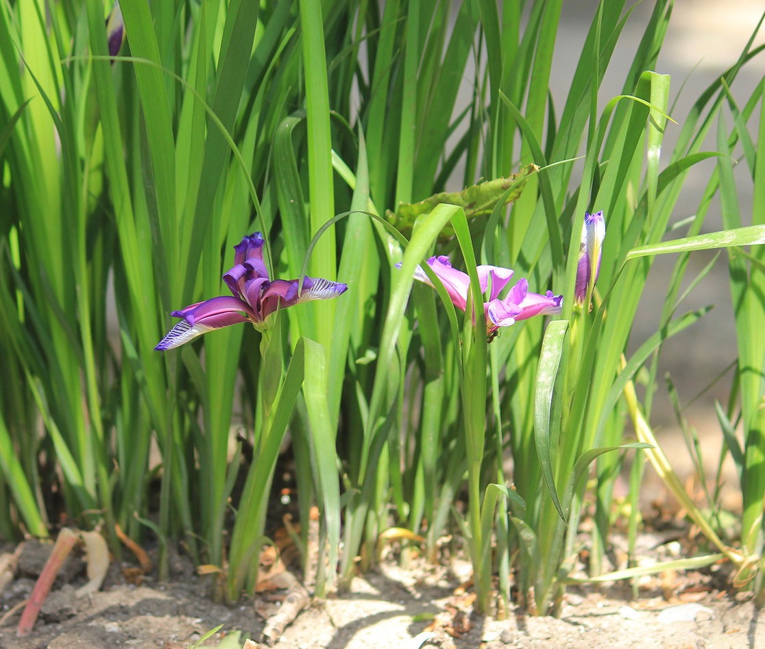 Image of Iris graminea specimen.