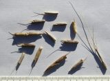 Aegilops cylindrica