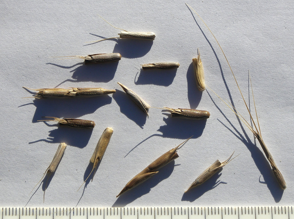 Image of Aegilops cylindrica specimen.