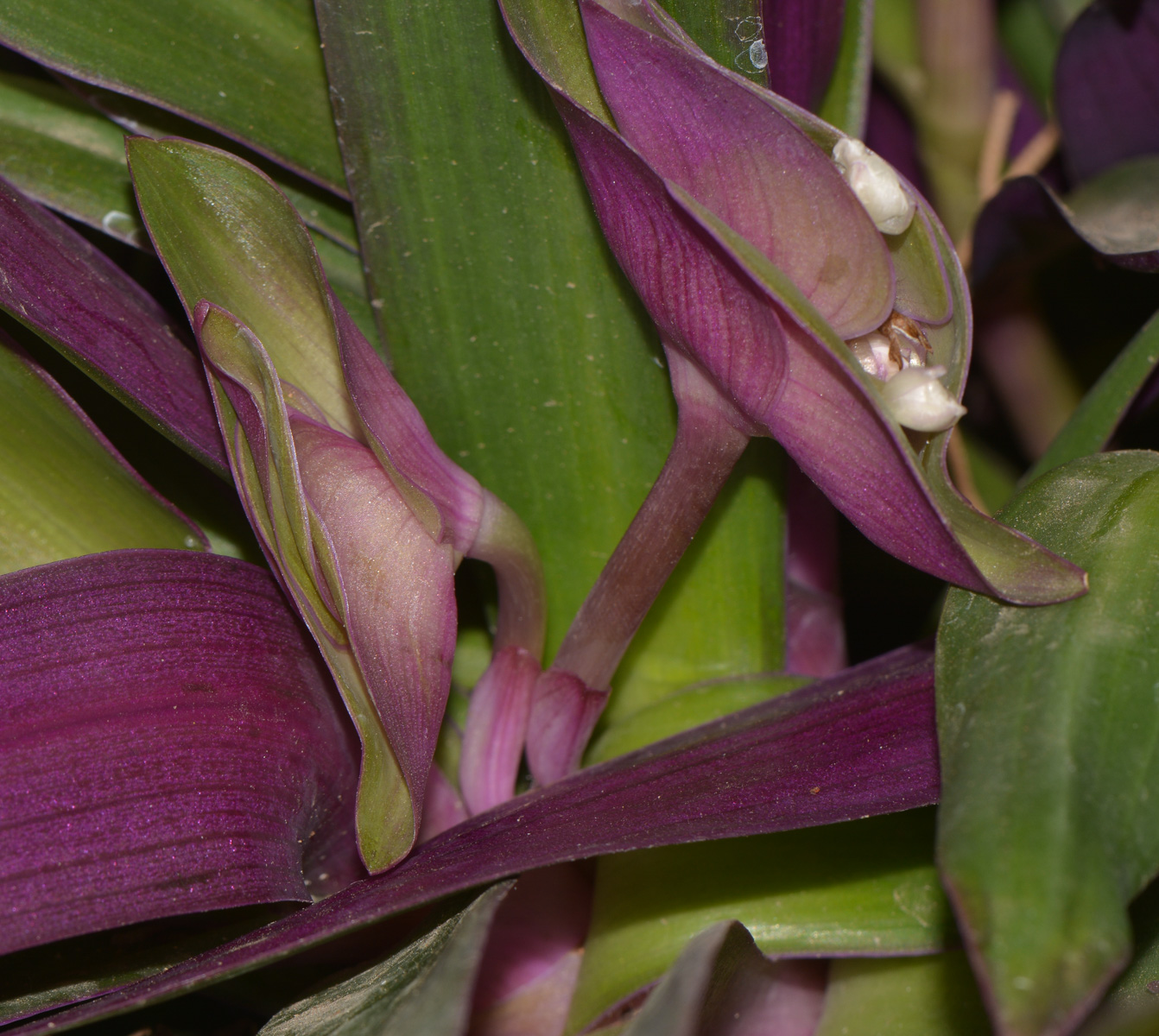 Изображение особи Rhoeo spathacea.