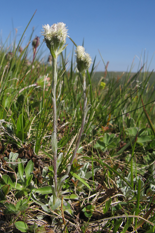 Изображение особи Antennaria caucasica.