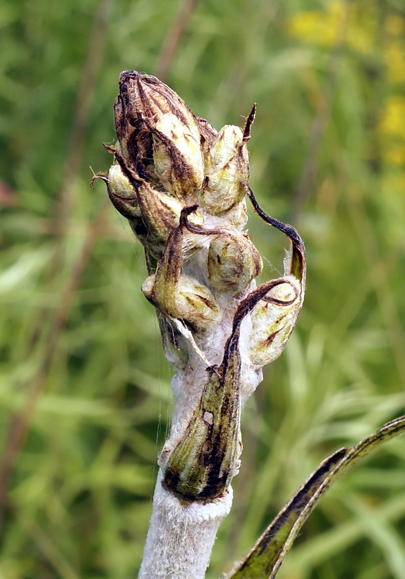 Image of Veratrum ussuriense specimen.