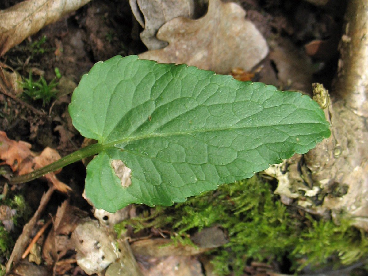 Изображение особи Phyteuma nigrum.