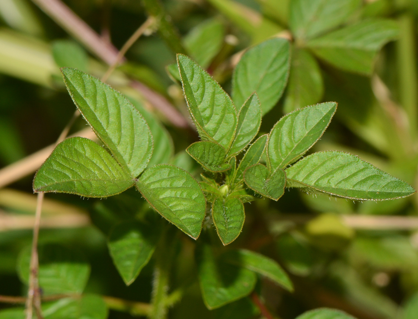 Image of Cleome rutidosperma specimen.