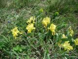 Iris pumila