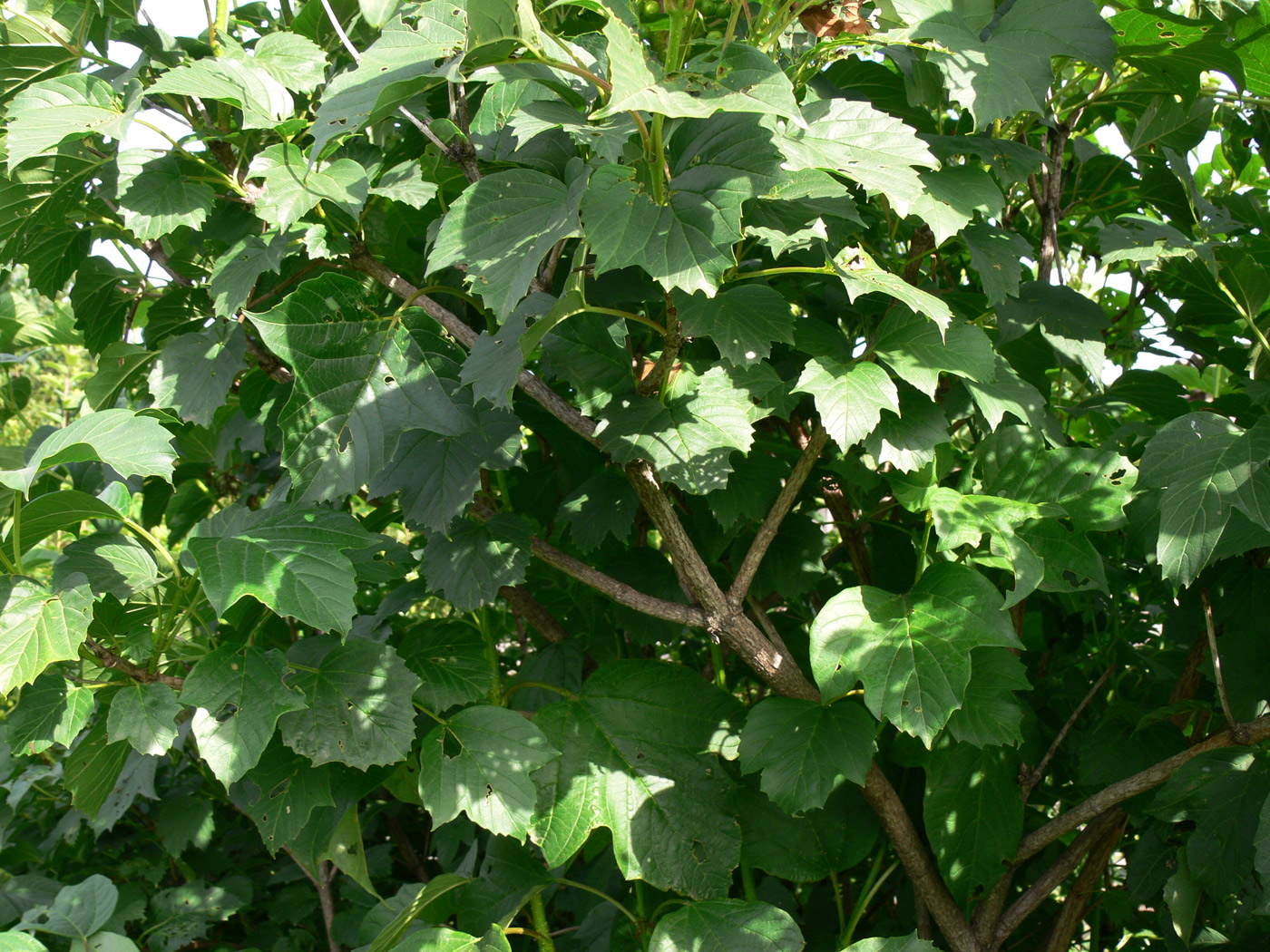 Image of Viburnum opulus specimen.