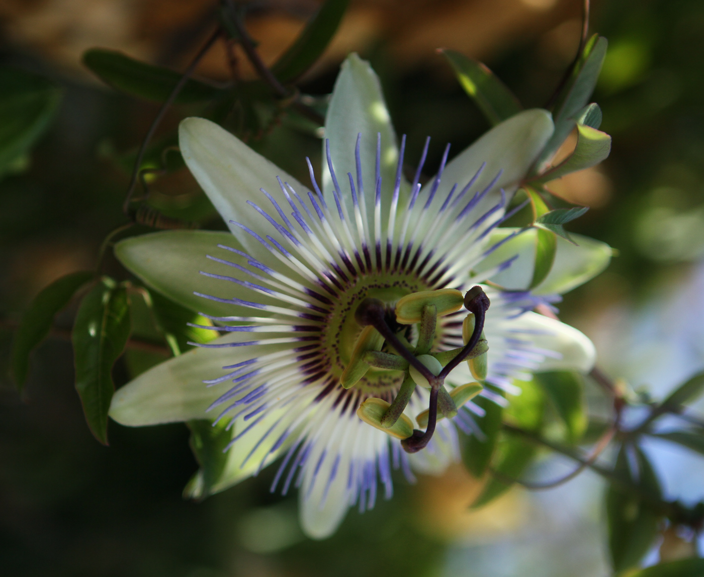 Изображение особи Passiflora caerulea.