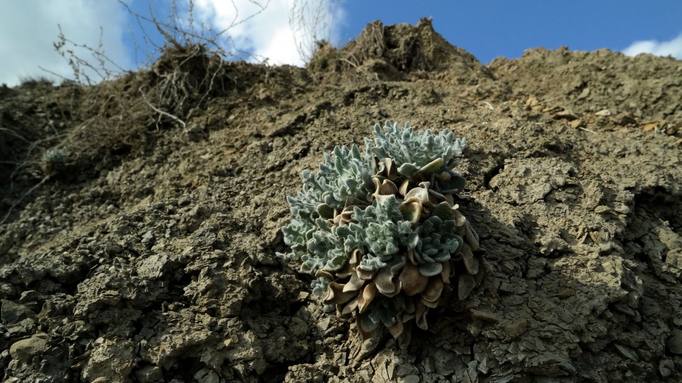 Image of Matthiola odoratissima specimen.