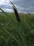 Typha latifolia