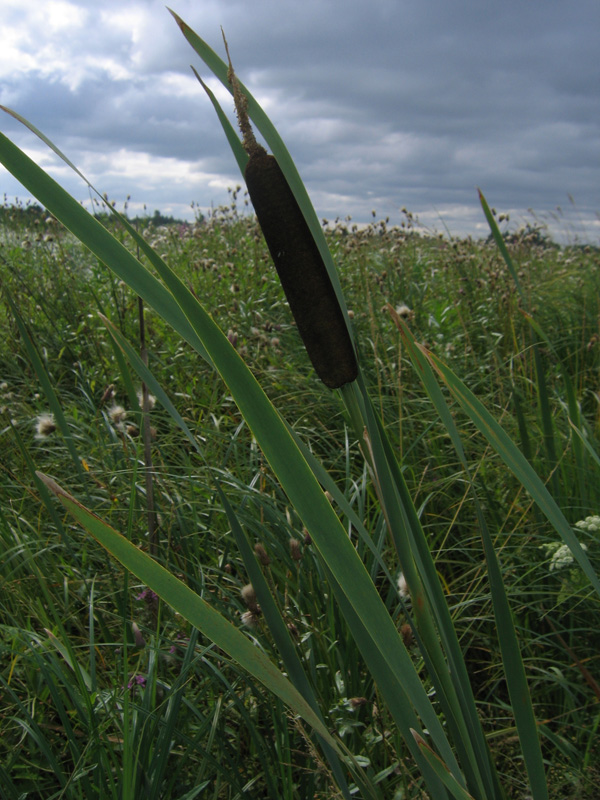 Image of Typha latifolia specimen.