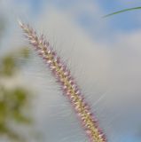 Pennisetum polystachion