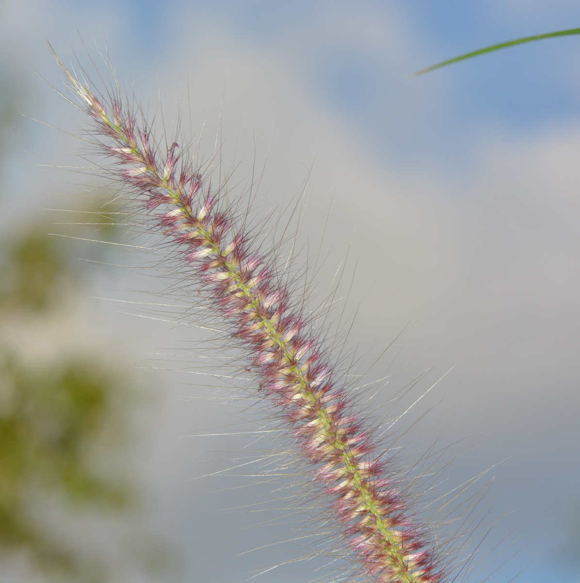 Изображение особи Pennisetum polystachion.