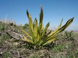 Tragopogon marginifolius. Вегетирующее растение, пораженное грибами. Южный Казахстан, западные отроги Киргизского хр., горы Ботамойнак в окр. г. Тараз, ≈ 900 м н.у.м. 10 апреля 2017 г.