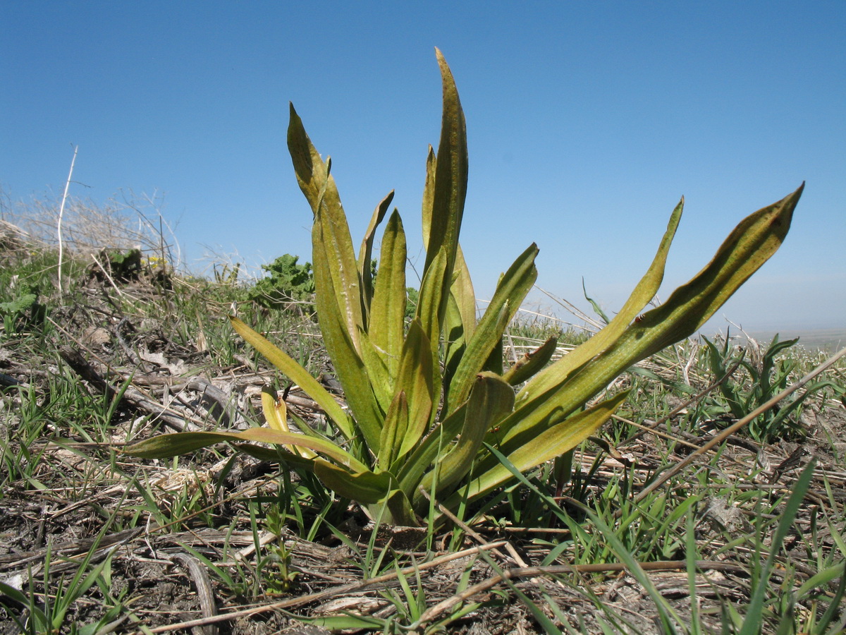 Image of Tragopogon marginifolius specimen.