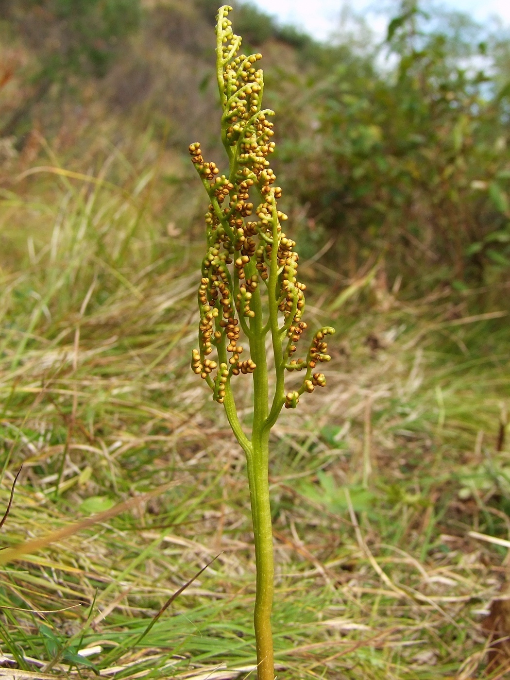 Image of Botrychium multifidum specimen.