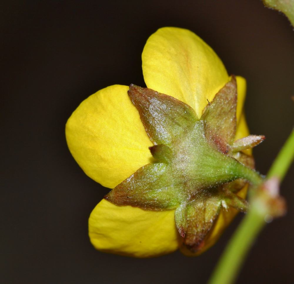 Image of Waldsteinia ternata ssp. maximowicziana specimen.