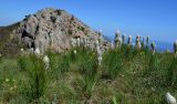 Asphodeline taurica