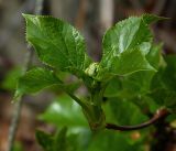 Hydrangea petiolaris