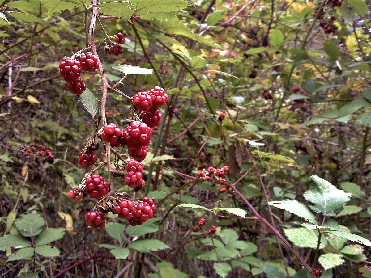 Изображение особи Rubus sanctus.