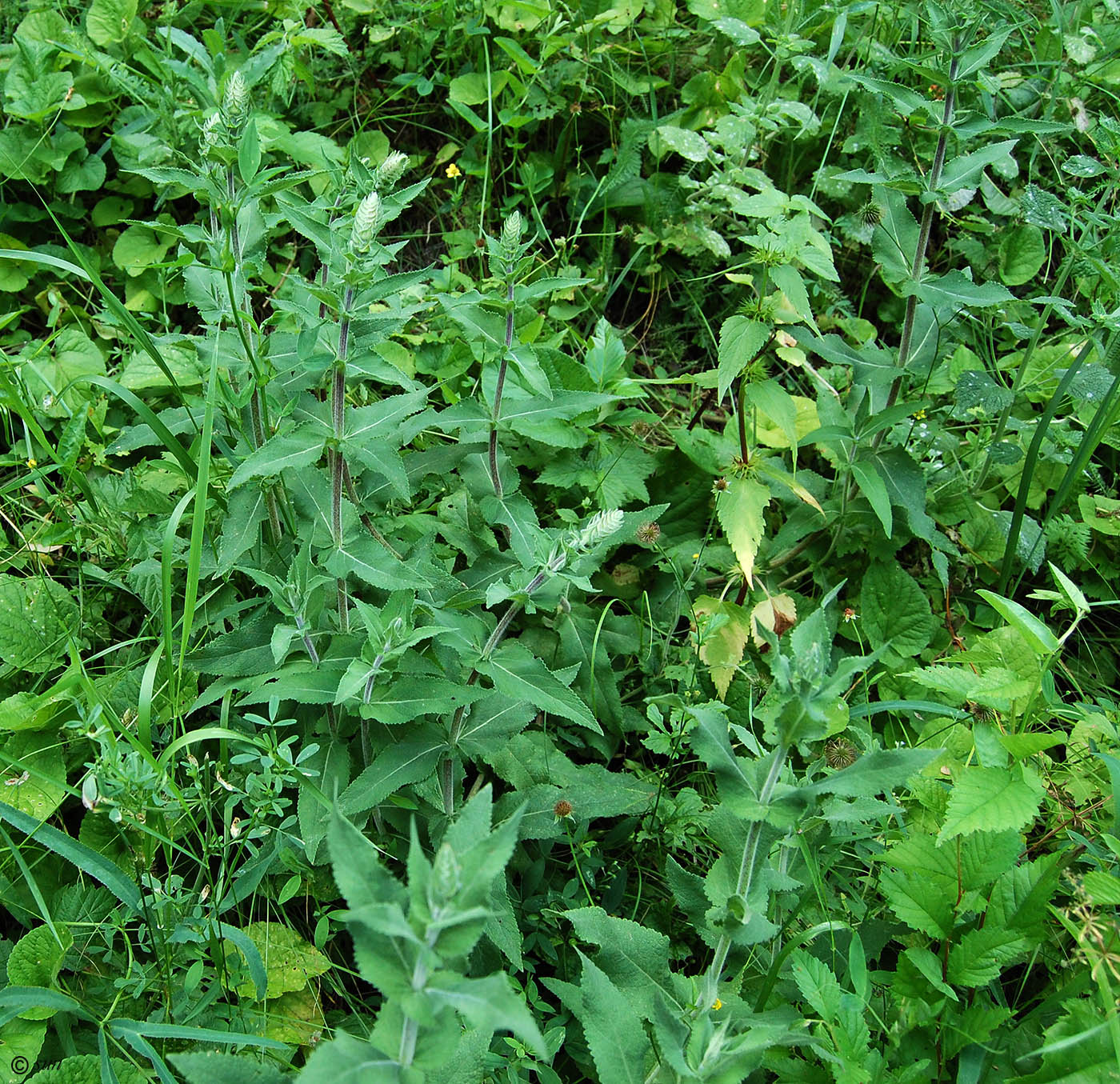 Image of Salvia nemorosa specimen.