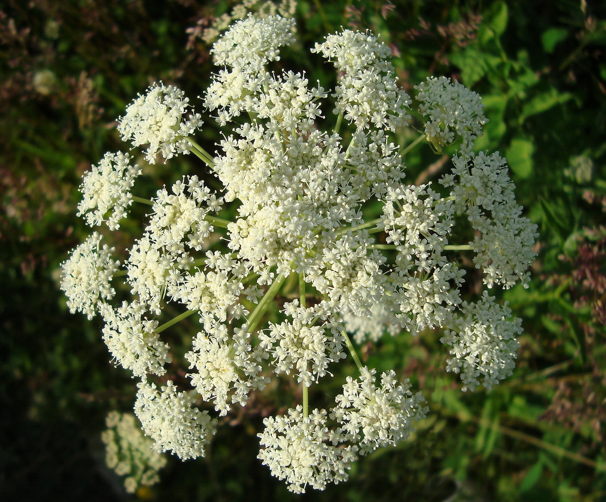 Image of Seseli libanotis specimen.