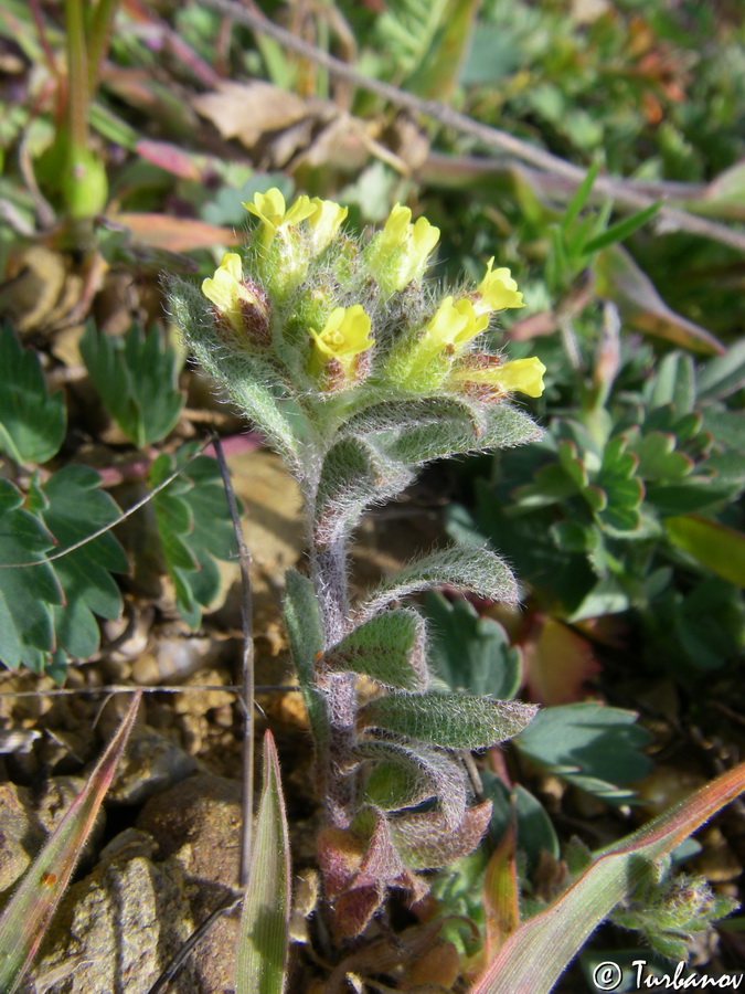 Image of Alyssum hirsutum specimen.