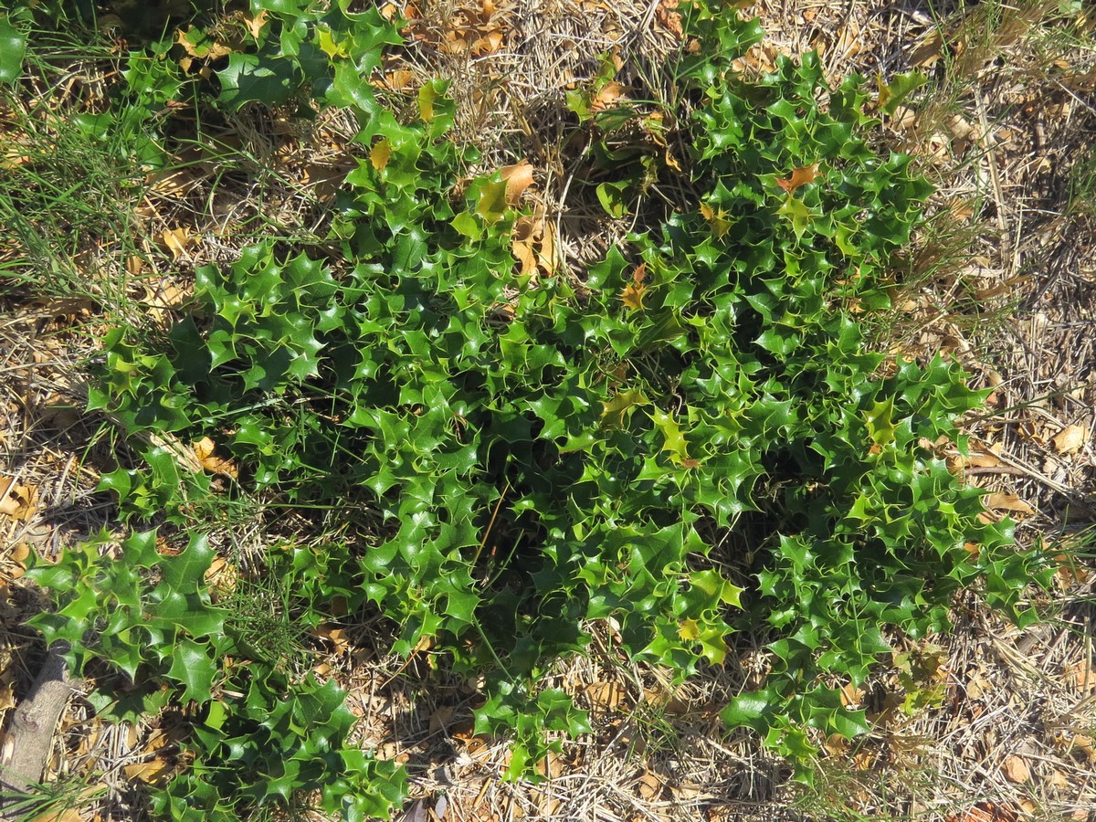Image of Ilex aquifolium specimen.