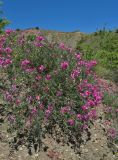 Hedysarum tauricum. Цветущее растение. Крым, окр. Судака, южные отроги горы Перчем. 18 мая 2017 г.