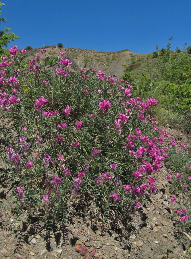 Image of Hedysarum tauricum specimen.