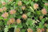 Trifolium spumosum. Верхушки цветущих растений. Израиль, Голанские высоты. 05.04.2012.