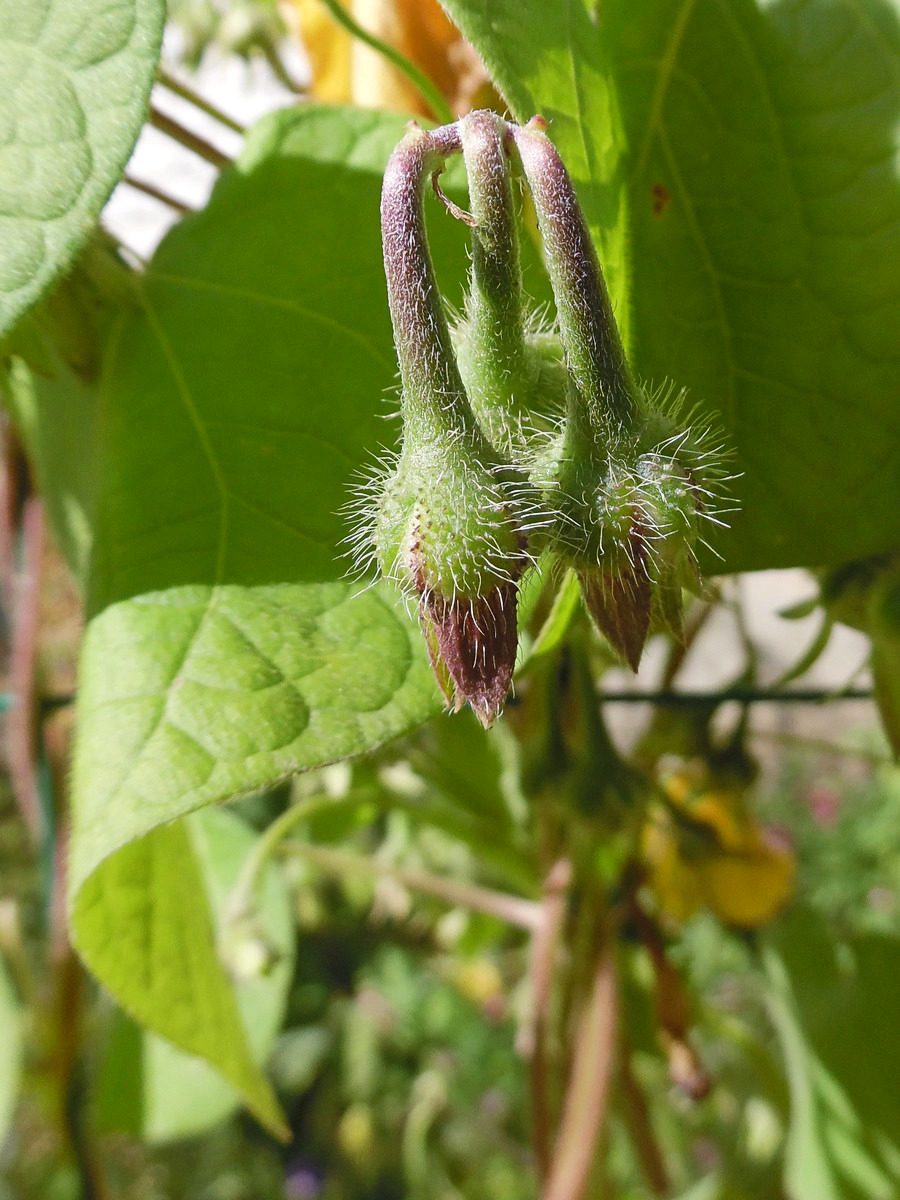 Image of Ipomoea purpurea specimen.