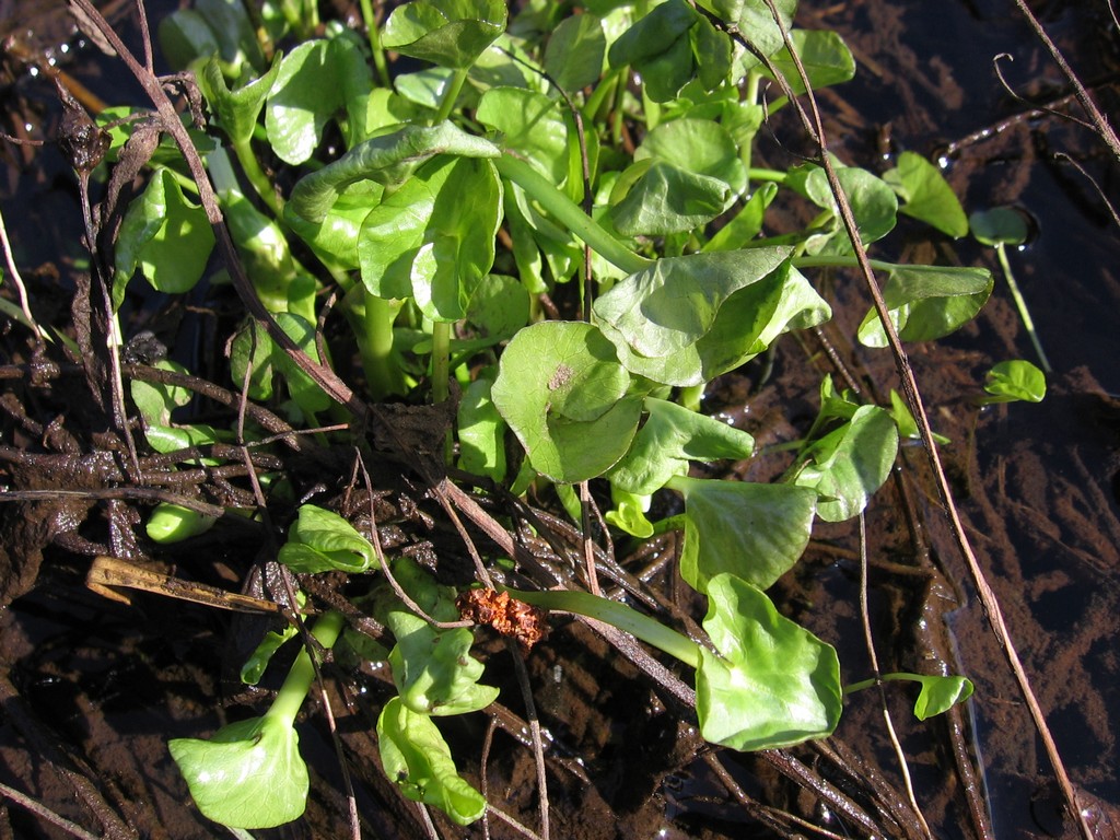 Изображение особи Caltha palustris.