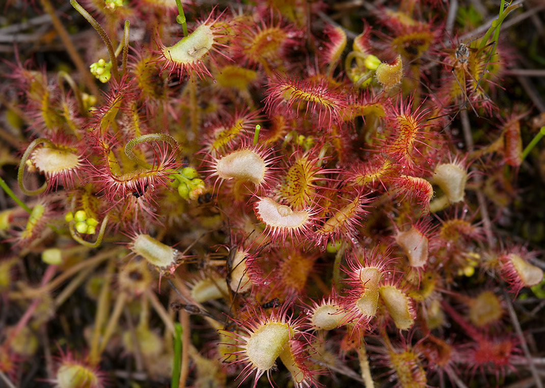 Изображение особи Drosera rotundifolia.