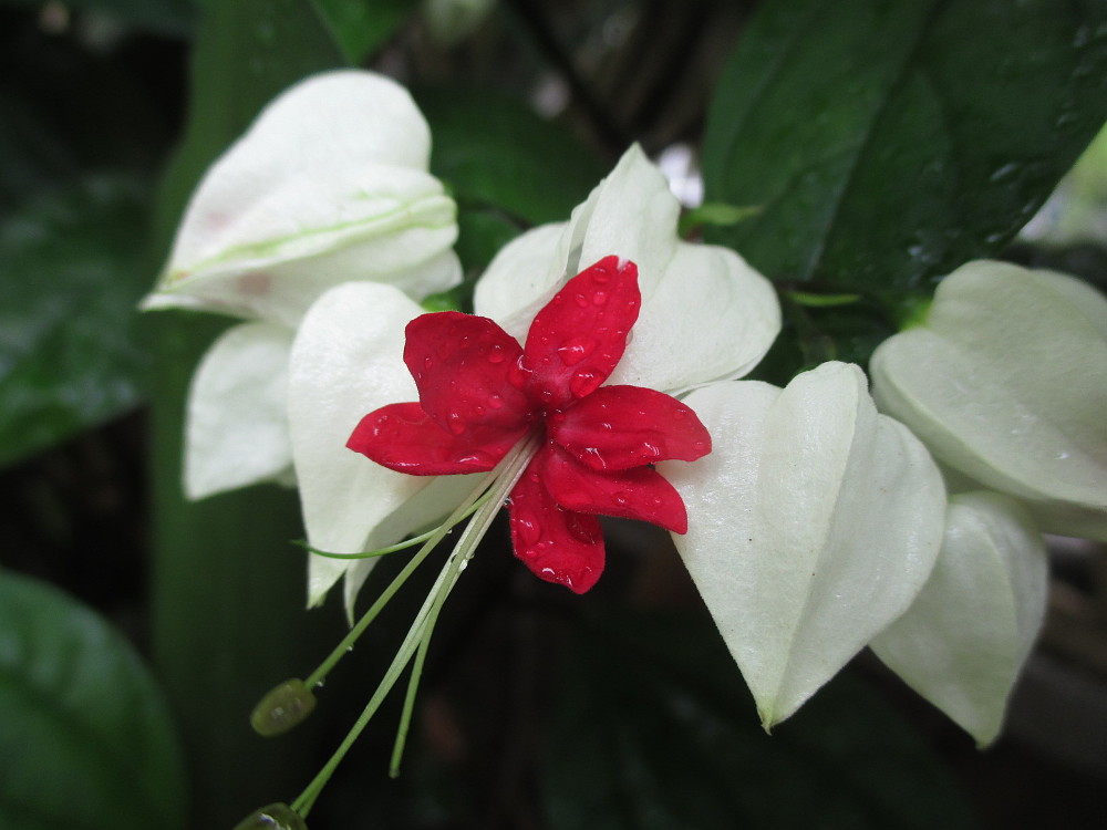 Image of Clerodendrum thomsoniae specimen.