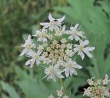 Heracleum freynianum