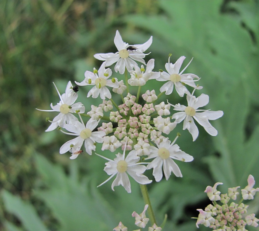 Изображение особи Heracleum freynianum.