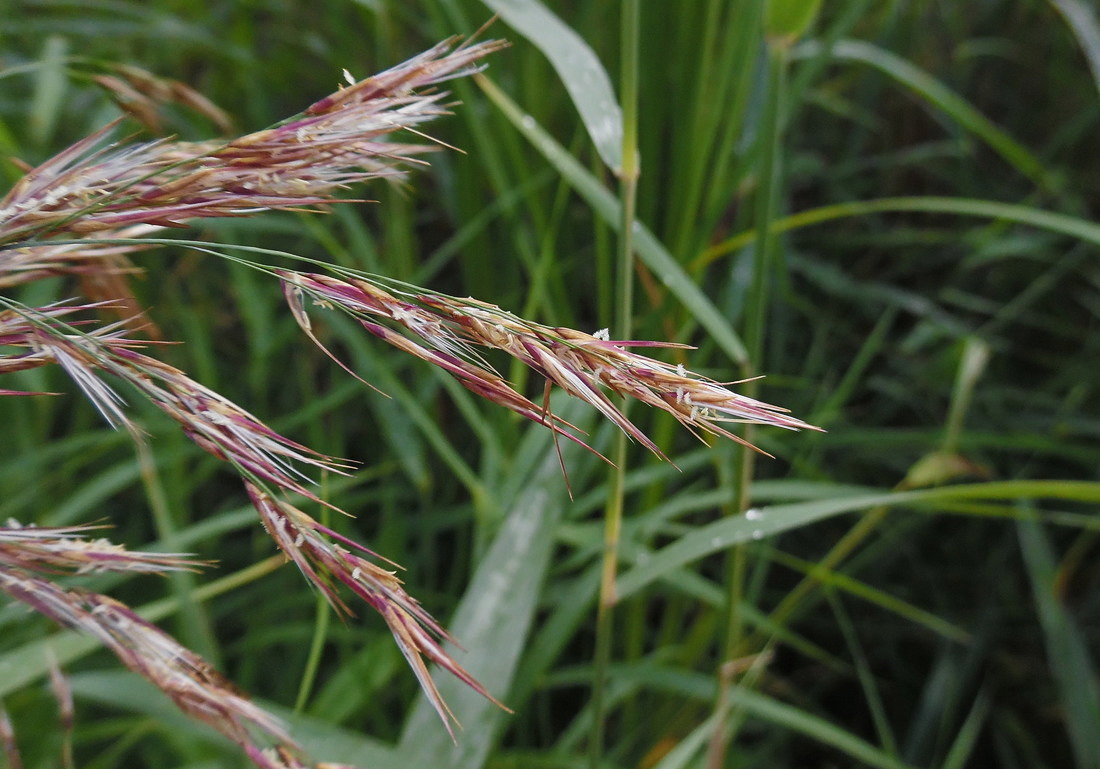 Image of Phragmites australis specimen.