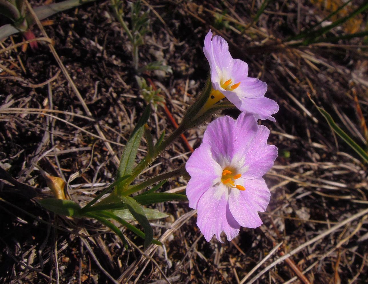 Изображение особи Phlox sibirica.