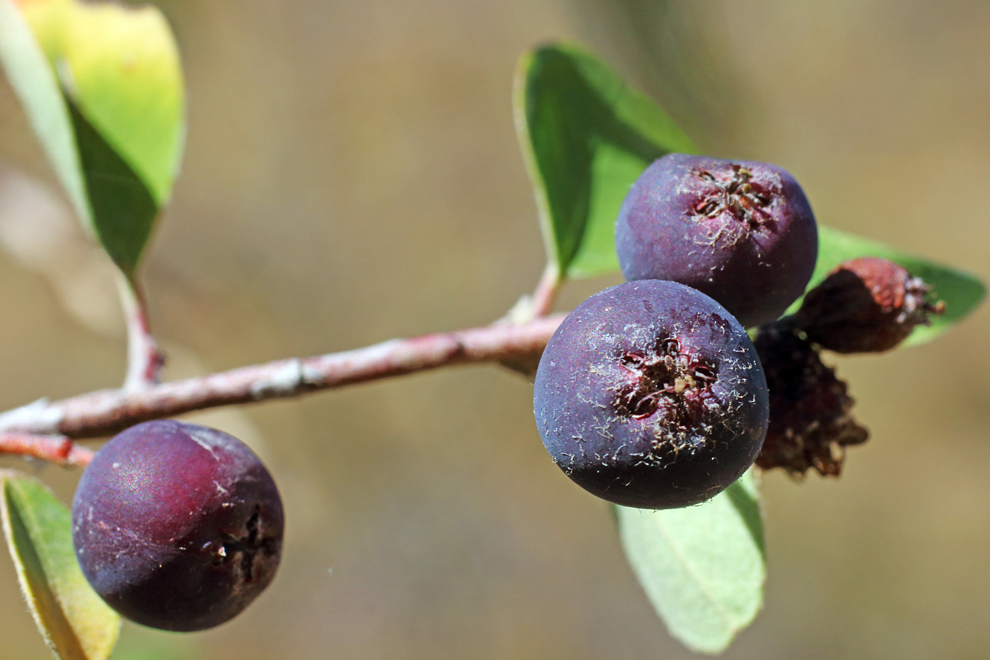 Image of Cotoneaster hissaricus specimen.