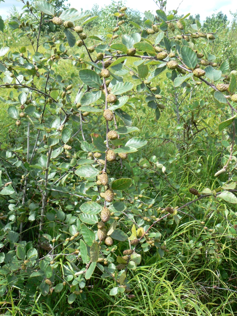 Image of Betula ovalifolia specimen.