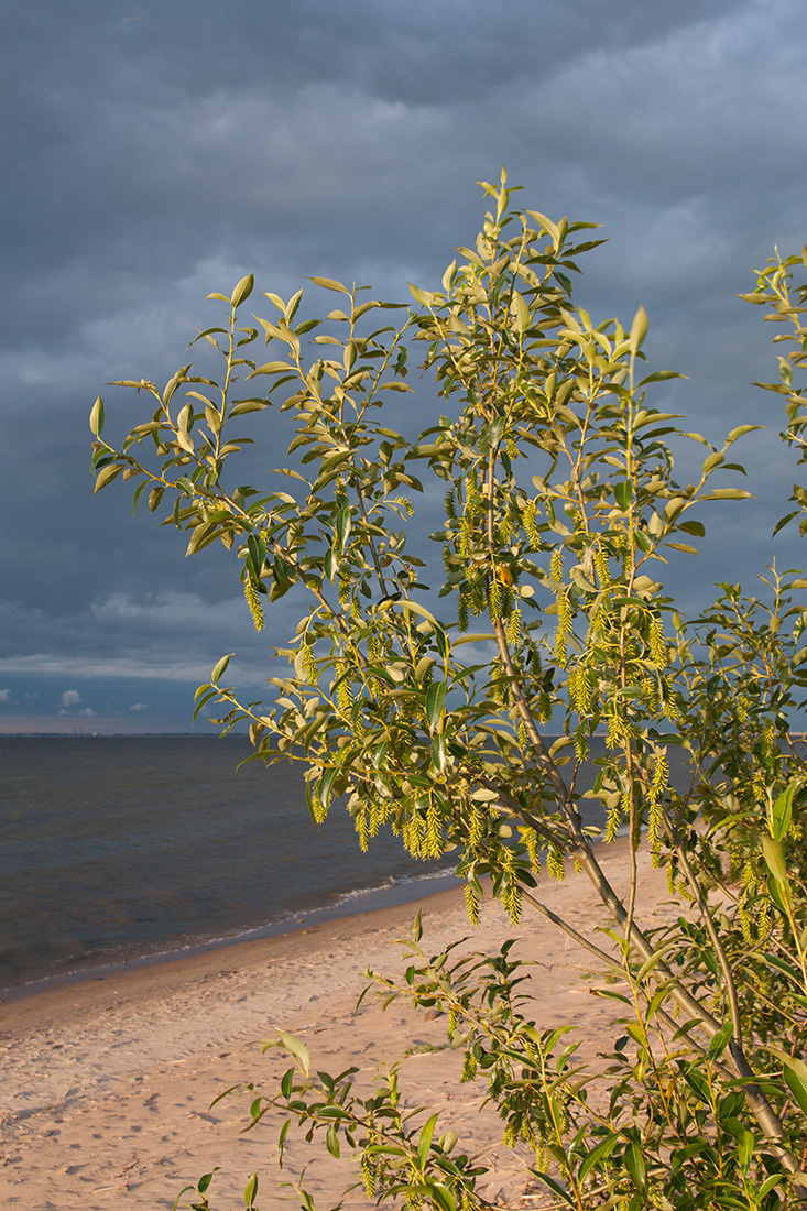 Изображение особи Salix pentandra.