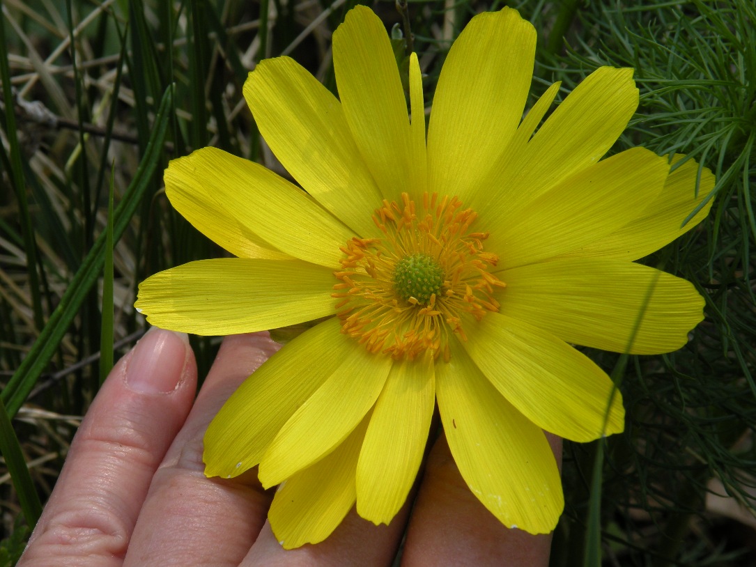 Изображение особи Adonis vernalis.