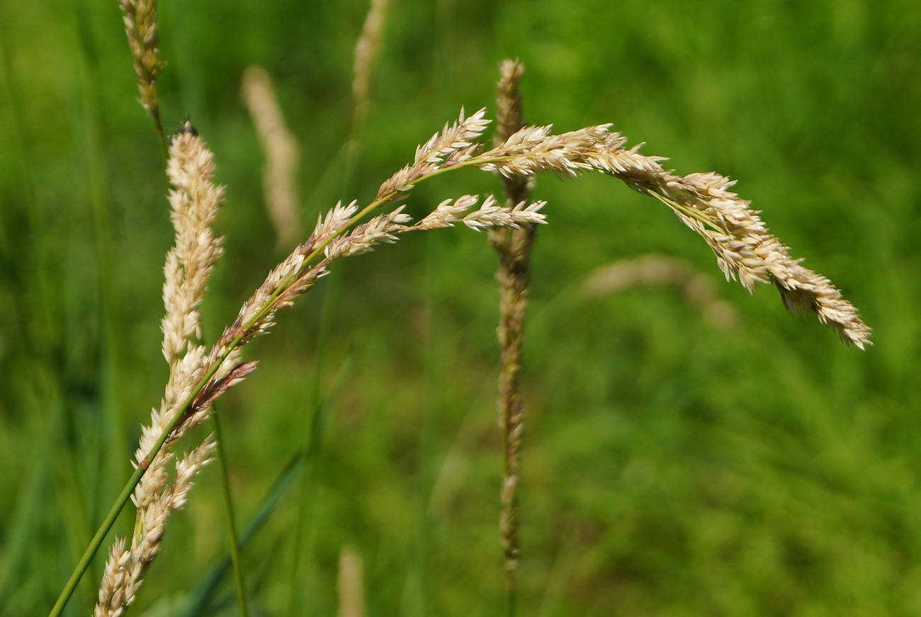 Image of Phalaroides arundinacea specimen.
