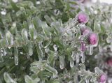 Symphyotrichum novae-angliae