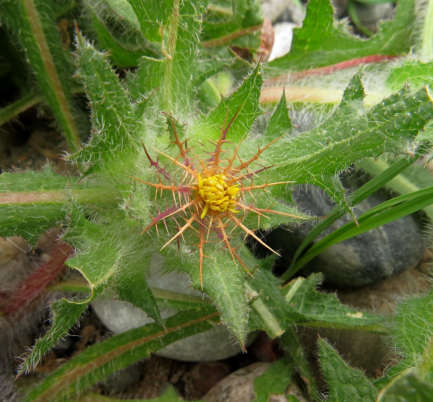 Изображение особи Centaurea benedicta.