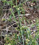 Rubia cordifolia