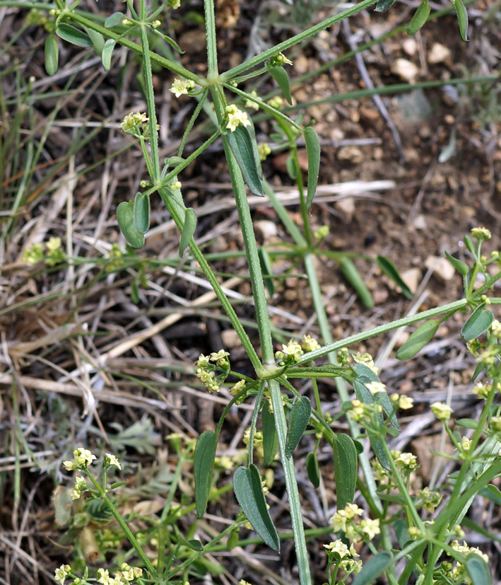 Изображение особи Rubia cordifolia.